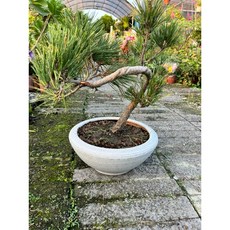 霏霏園藝 裸根黑松盆栽 十年以上老樹盆景 居家禪意造型擺設, 1個, 造型黑松紅盆900元