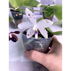 [루반정원] (원종호접) Phal. tetraspis GW862 x Brown-Gold, 1개