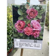 霏霏園藝 葵品種 玫瑰花苗 (粉紫色/灰紫色變化 微香 重瓣平開), 小棵400元