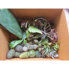 仙人掌分枝 80元