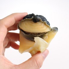 바다받아 참소라 피뿔고둥살 자숙탈각 껍질제거 손질, 1개, M (약40~60개) 1kg