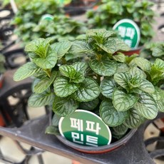 식용허브 페퍼민트 모종 허브키우기 식용 잎 향기좋은 식물