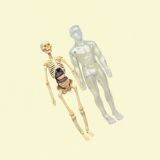 투명 인체 해부 모형 전신 골격 장기 분리 과학 교육용 실습 교구, 1개