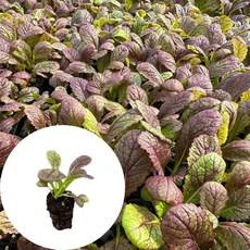 새마을총각 적겨자모종, 2개