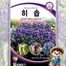 히솝 200립 일반종 상록성 소관목 식용꽃 허브 꽃씨 씨앗 종자 세계, 1개