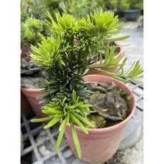 伍寶園藝木藝 羅漢松特別品種：雀舌石化，造型獨特，易於照料，增添居家自然雅趣