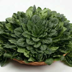 (산지직송) 새벽수확 특품 국내산 시금치, 1개, 500g