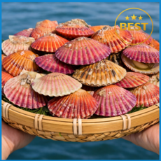 고성직송 싱싱한 청정 홍가리비, 1개, 5kg