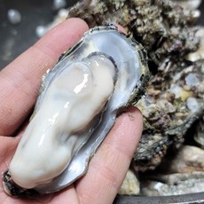 산지직송 고흥 제철 석화 5kg 1망