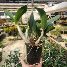 대명석곡 목부작 풍란 석부작 석곡 나무 꽃 디디플랜트