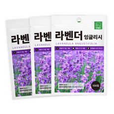 [주주씨앗] 잉글리쉬라벤다 100립 3봉세트 잉글리쉬라벤더 라반딘 꽃씨 허브 종자 씨앗, 3개