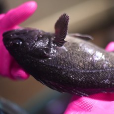 요즘먹거리 활우럭 1kg 2-3미내외 신선배송 횟감 우럭매운탕 시메 우럭구이, 우럭 시메 950g, 1개, 950g