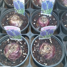 히아신스 구근 히야신스 꽃 화분 그린식물팜, 4개