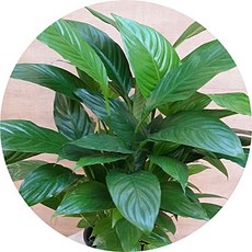 스파트필름 spathiphyllum 대품/공기정화식물 플랜테리어 애완식물, 1개
