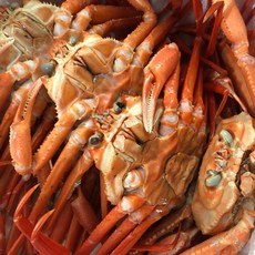 자숙 박달 홍게 포항 산지직송 박달 홍게, 1개, A급 5kg (15-18미)