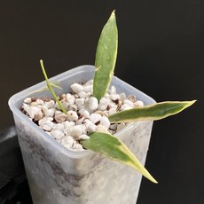 호야 트상기 알보 바리에가타 동일품배송