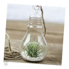 전구형 유리화분 공중식물 틸란드시아 이오난사 수경재배 실내 공기정화 식물, 1개