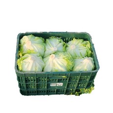 Green one 양상추 12통 벌크 (스티로폼), 12개