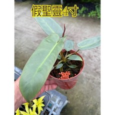 霏霏園藝 假聖靈 4寸盆栽, 1個