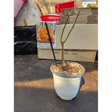 삼지닥나무 1개, 100g