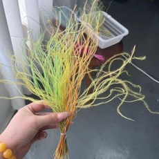 UMJI 羽毛草大份量 不凋花羽毛草 永生花 夢幻草 乾燥花 插花 DIY 手作 花藝, 黃綠系（整包3.5-4g左右）