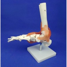 무릎 모델 모형 인체 관절 발 손 뼈 골격 구조, 발 관절