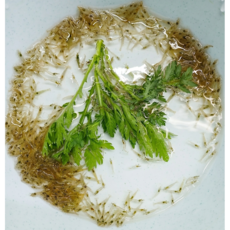 민물 토하 작은 생이새우 100마리 1Kg 1세트 살아있는 새우 산소포장