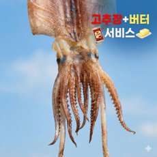 [산지직송] 구룡포 덕장 직배송 반건조 오징어 650g 5미 (특대사이즈), 1박스, 5미 (1.2kg)