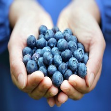 제철밥상 국내산 상큼 생 블루베리, 2개, 블루베리 중과 100g