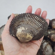 당일조업 국내산 피꼬막 초대왕 2kg, 없음, 1개