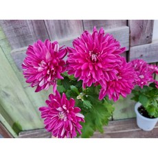 (떡잎상가) 희귀칼라 체리칼라 대국, 1개, 사진참조