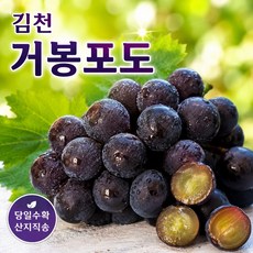 [고당도] 거봉 포도 당일수확 산지직송 거봉 특품, 1박스, 1kg(특품)