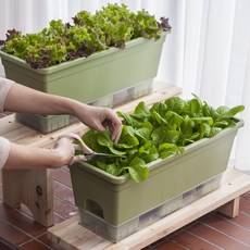 [1+1] 15L 텃밭화분 상추키우기 대파키우기 플라스틱 저면관수 베란다텃밭 홈가드닝, 아이보리, 1세트