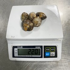 고급음식점 공급합니다 랜덤조개 200g 아주맛있게 드실수잇으실거라고 장담합니다, 1개
