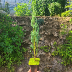 블루애로우 묘목 크기 40cm전후 50cm이상 2치반포트묘 서양측백 상록수, 40cm 전후 크기, 1개