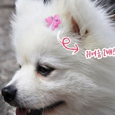 강아지 애견 털정리 미니 꽃입 머리핀 10개, 왕관
