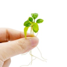 미미네아쿠아 아누비아스 골든나나 1촉, 1개