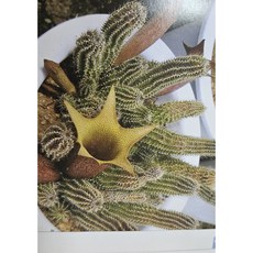 팅커벨 타바레시아철화 선인장, 1개