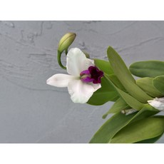 [루반정원] 버진, 1개