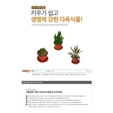 다육식물 200여종 다육 식물 최다종 화분, 다육식물_에그리원, 1개
