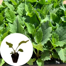 새마을총각 부지깽이모종 울릉도취나물 쑥부쟁이, 2개