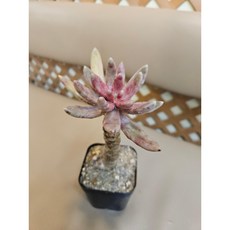 팅커벨 간주 외목대5년생, 1개