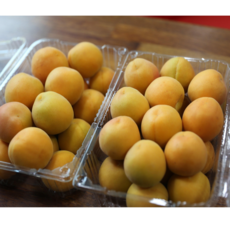 [프리미엄등급] 향긋한 과즙 가득한 하우스살구 부드러운 식감, 1박스, 2kg