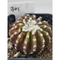 [가람다육] 홀스티 선인장, 1개, 홀스티301