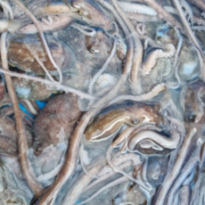 홍지수산 국내산 활낙지 산소포장 사이즈별 율포 고흥 벌교 산낙지, 1개, 중소낙지 80g-100g 5마리