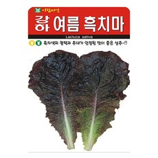 아람종묘 강하 여름흑치마 상추 씨앗 2000p, 1개