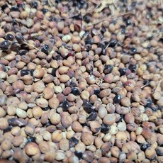 [국산 피수수] 통수수 껍질수수 안깐수수 찰수수 흙사랑농장 모이랑, 1개, 1kg