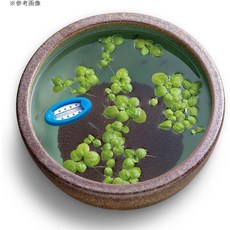 SUDO 수도 부상식 온도계, 1개
