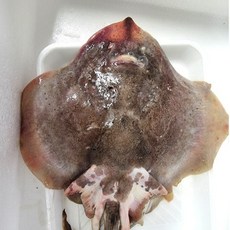 간재미 찜 생물 간자미 회 무침 홍어간재미 1kg 국산, 1개