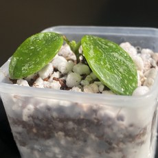 호야 리마 스플래쉬 롱리프 동일품배송